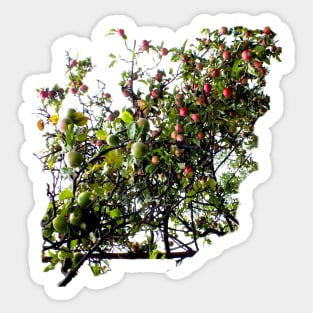 Apple Boughs Sticker